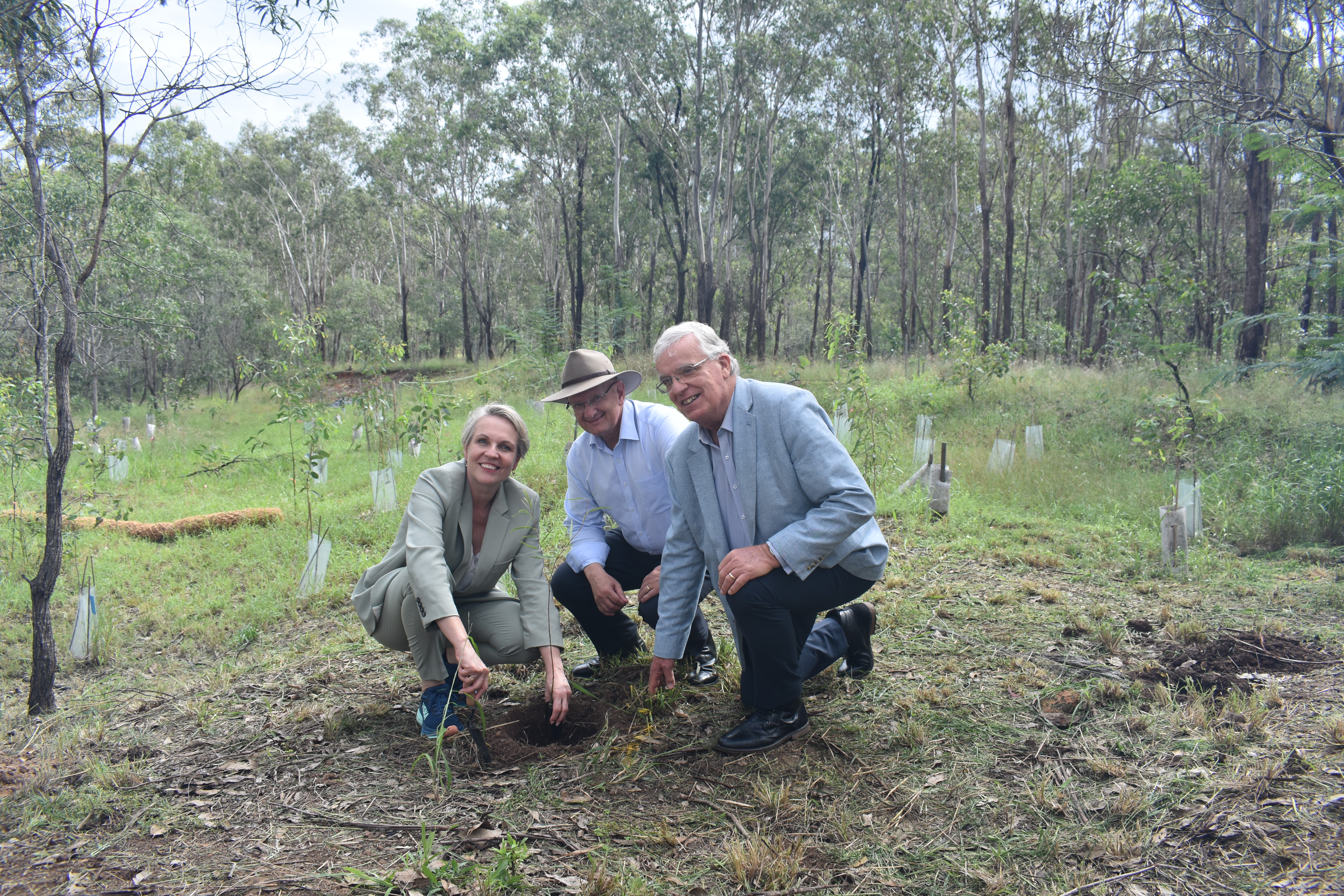 LABOR PLEDGES $1.2 MILLION FOR EXPANDED KOALA CONSERVATION PARK Main Image