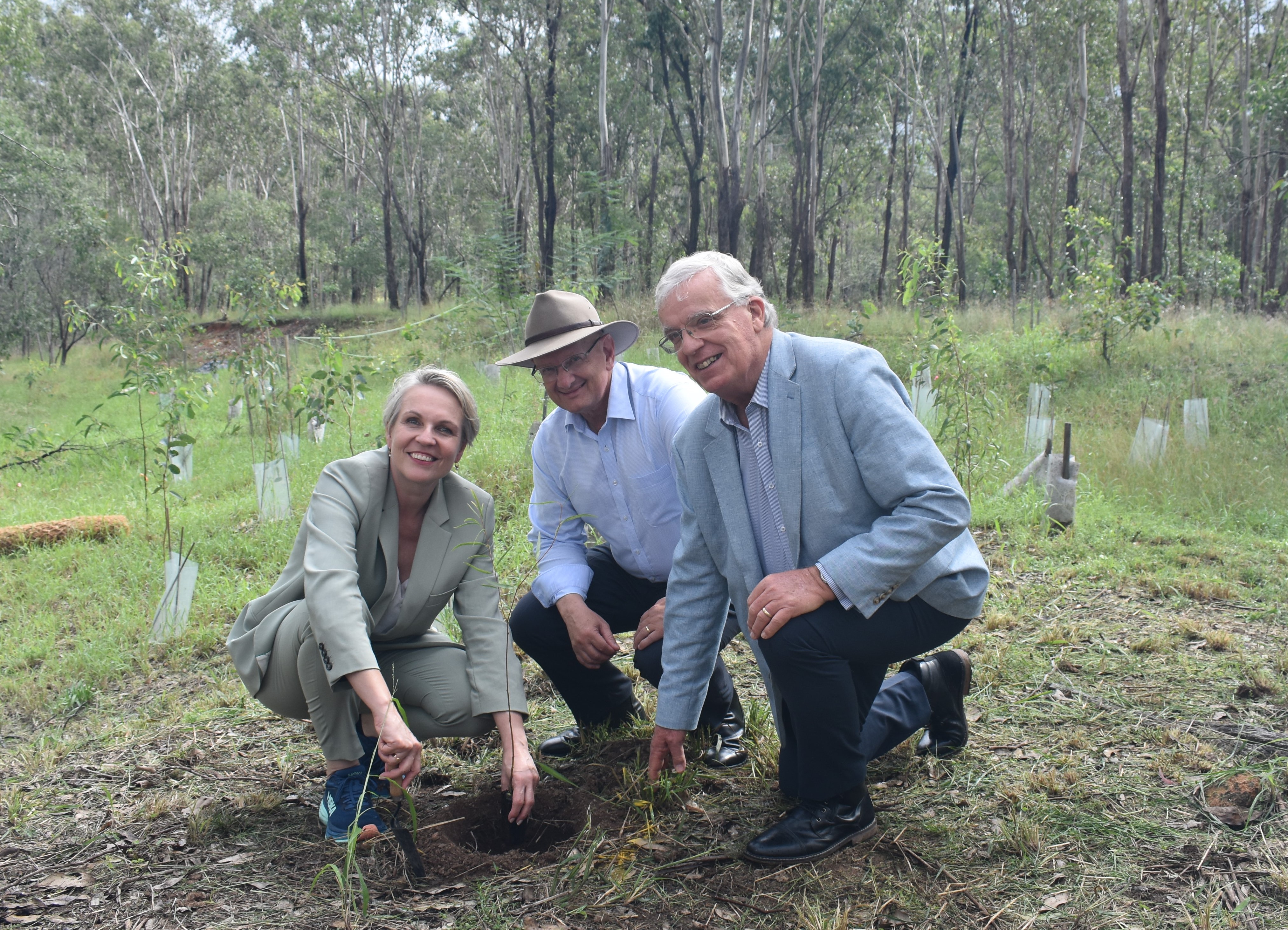 LABOR PLEDGES $1.2 MILLION FOR EXPANDED KOALA CONSERVATION PARK Main Image